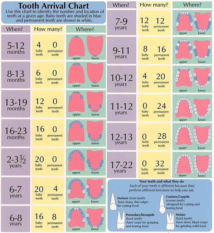 tooth arrival chart